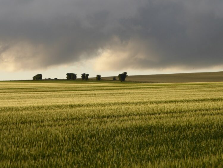 A stormy sky above a wheatfield. Photocredit: Stefan Czapski via Wikimedia Commons