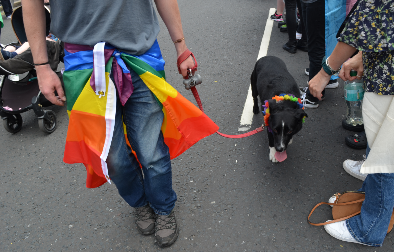 A person with a rainbow flag around their waist walks a black collie with a rainbow garland Belfast Pride [copyright Lee Hurley]